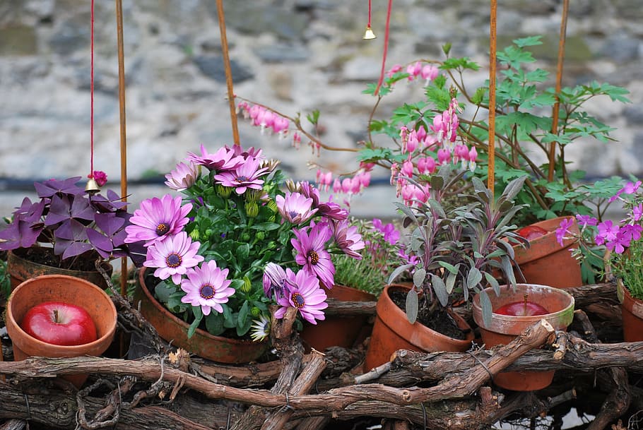 Spring, Flowers, Vase, Nature, no people, outdoors, pink color HD wallpaper
