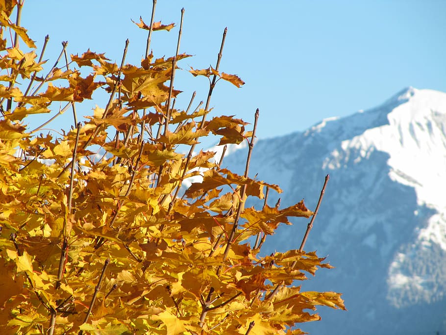 Maple, Autumn, Leaf, Colorful, Leaves, fall foliage, fall color HD wallpaper