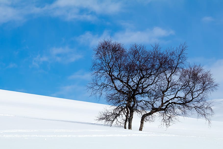 Winter, Snow, Hemavan, Cold, Outdoor, white, sweden, nature HD wallpaper