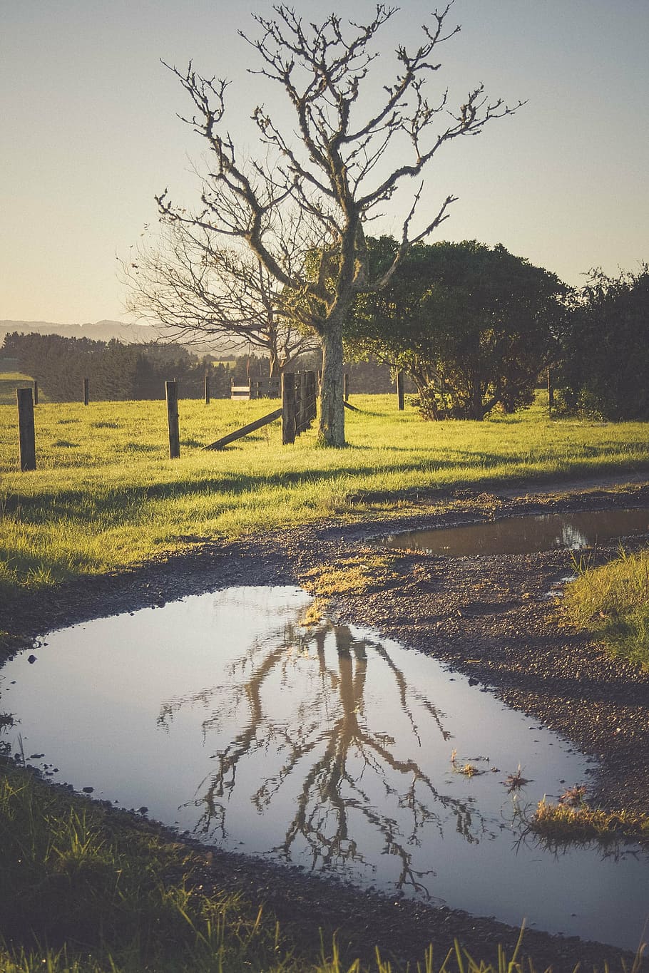 early morning, tree reflection, landscape, nature, water, season HD wallpaper