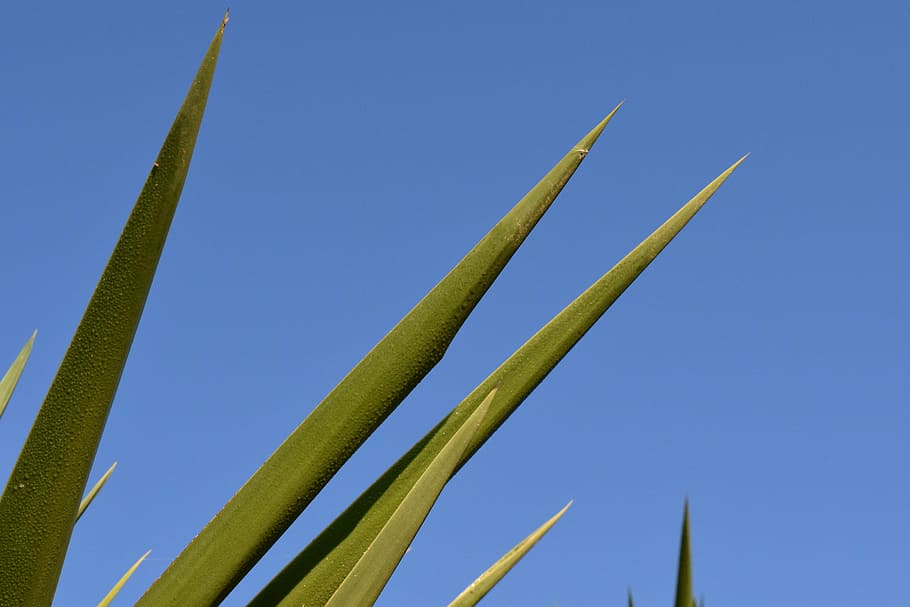 spur, palm, close, periwinkle, prickly, plant, nature, green HD wallpaper