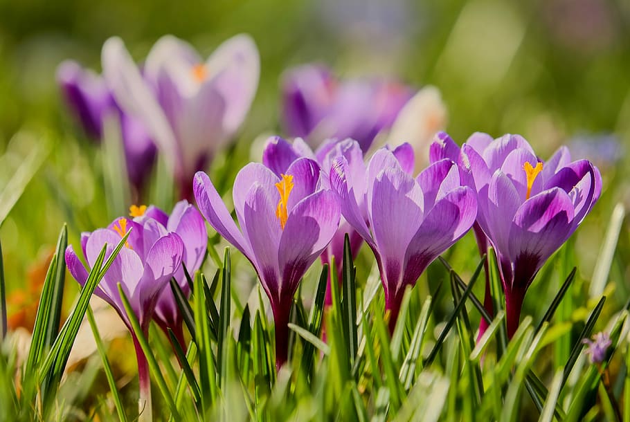 purple flowers, crocus, back light, sunlight, bloom, violet HD wallpaper