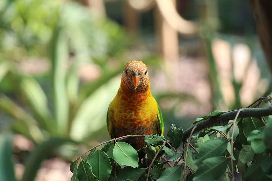 Parrot, Zoo, Bird, animal, nature, wildlife, beak, feather HD wallpaper