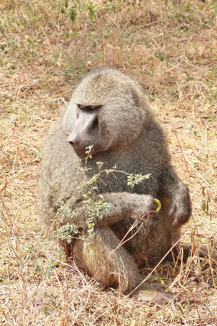baboon, animals, africa, animal wildlife, animals in the wild HD wallpaper