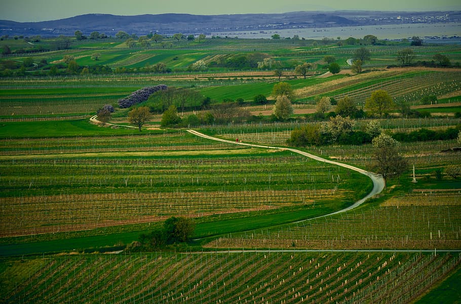 away, vineyard, wide, landscape, agriculture, environment, rural scene HD wallpaper