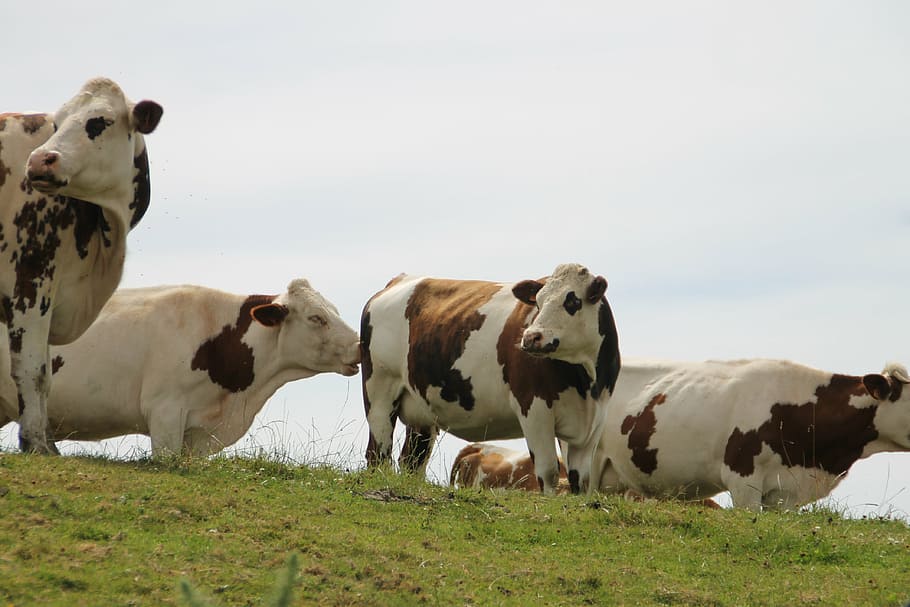 HD wallpaper: cows, normandy, france, mammal, cattle, livestock, animal ...