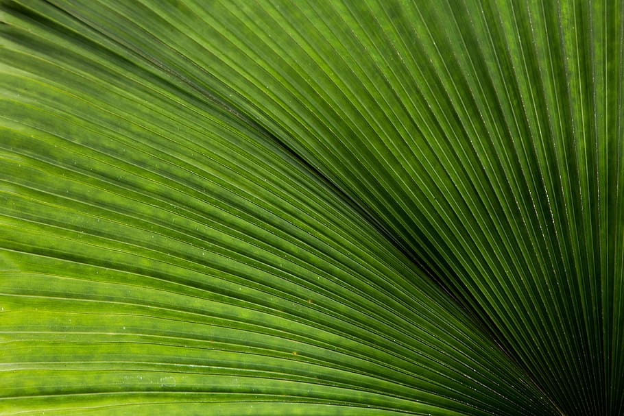 background, closeup, color, fresh, green, herb, leaf, leaves HD wallpaper