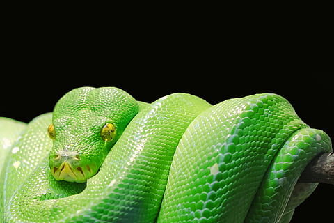 green ratsnake, green tree python, toxic, venomous snake, snakehead HD wallpaper