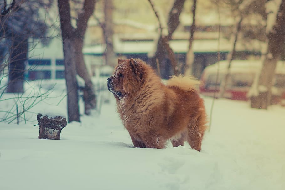 brown chow chow dog on snow, pet, animal, winter, cold, weather, HD wallpaper