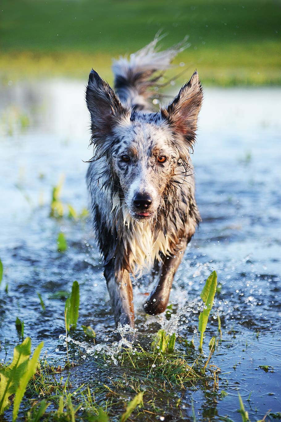 dog, play, action, water, wet, pet, canine, one animal, animal themes HD wallpaper