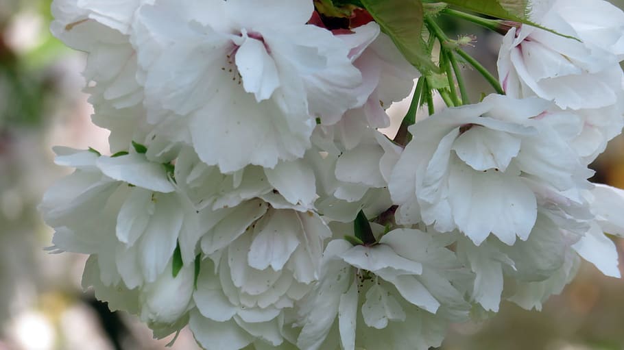 spring, blossom, bloom, nature, white, flower, flowering plant HD wallpaper