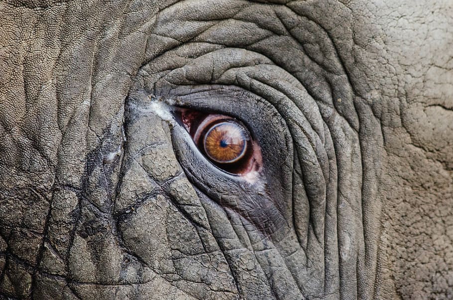 close-up photo of elephant eye, animal, big, endangered, face