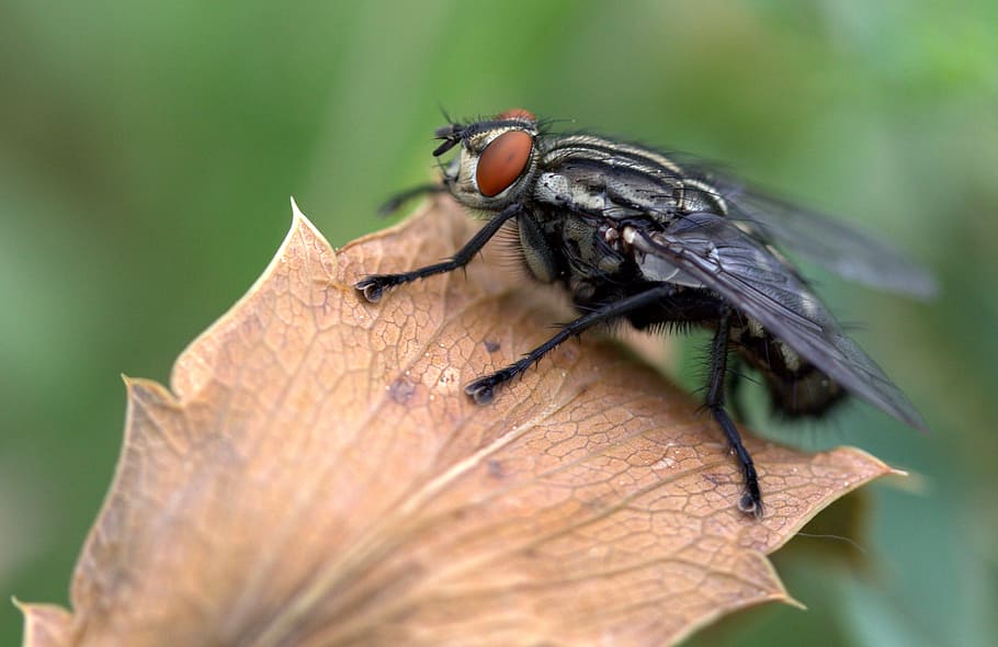 fly, leaf, macro, insecta, invertebrate, animal wildlife, animal themes HD wallpaper
