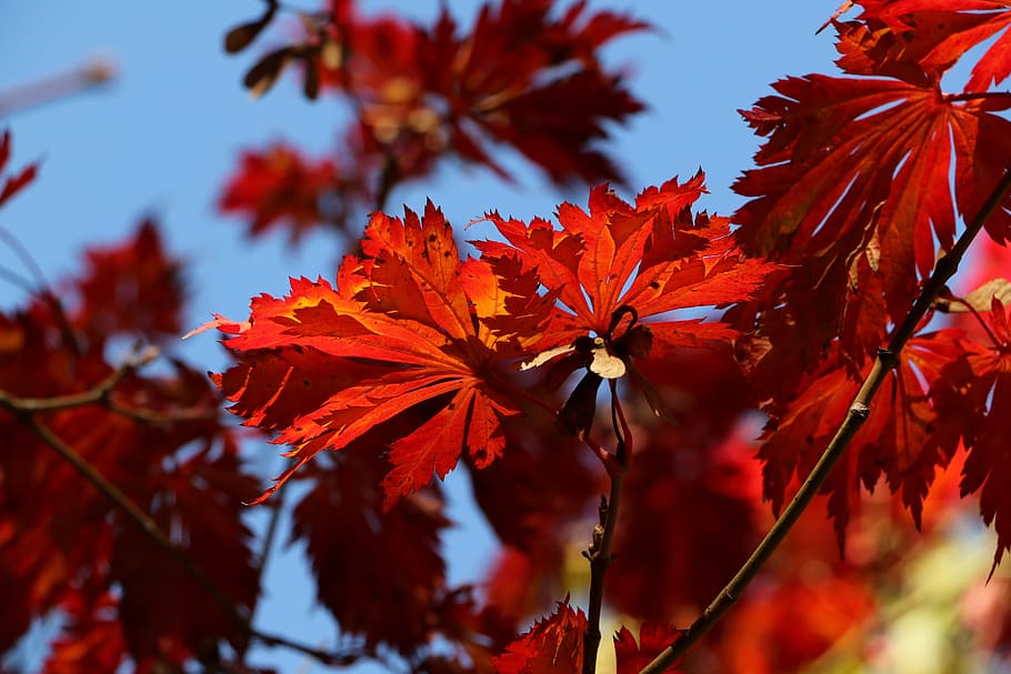 maple, autumn, leaves, fall, nature, season, botany, red leaves HD wallpaper
