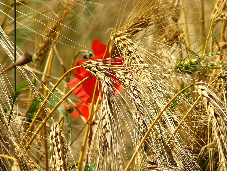 wheat field, spike, cornfield, poppy, cereals, red, yellow HD wallpaper
