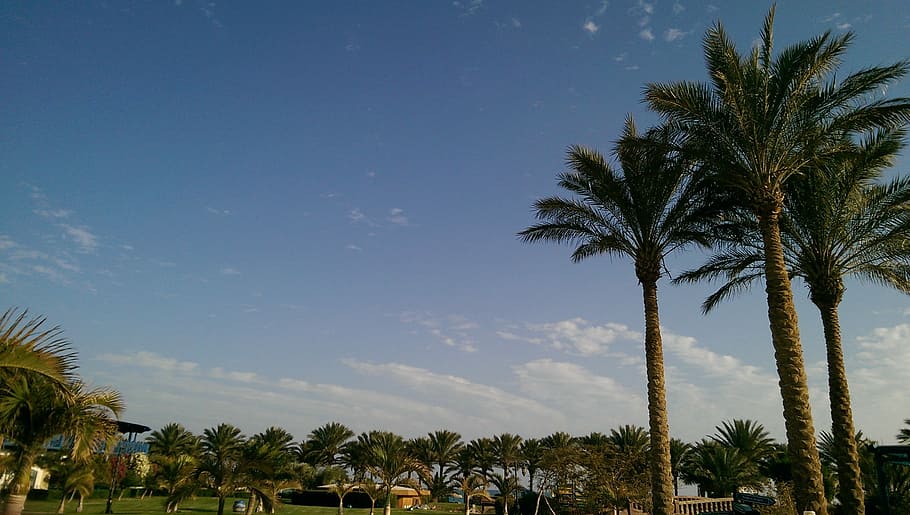 Egypt, Beach, Travel, Sea, Vacation, palm treee, sky, outdoors, HD wallpaper