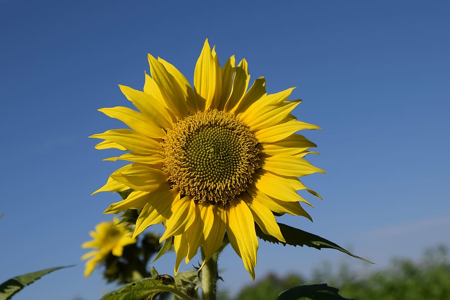 sun flower, summer, sky, close, blossom, bloom, yellow, sunshine HD wallpaper