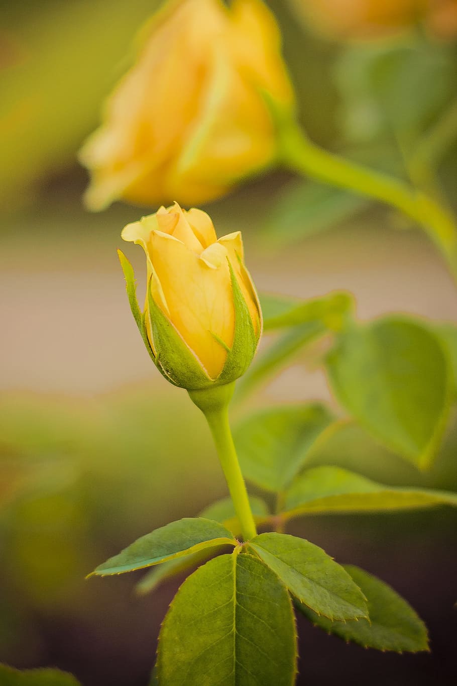 rose, nature, flowers, bloom, yellow rose, plant, flowering plant HD wallpaper