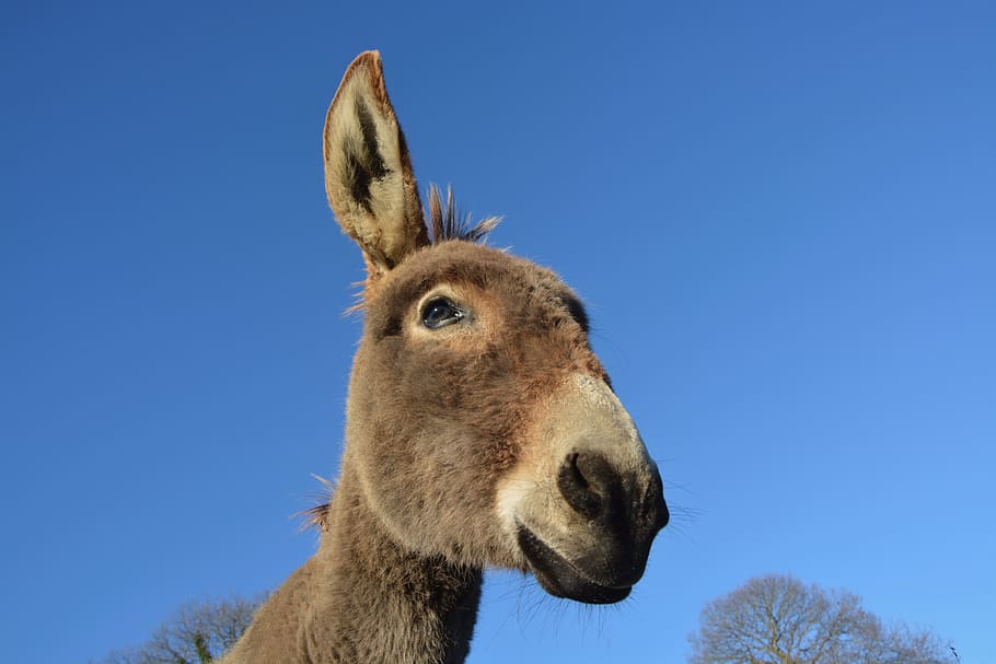 donkey, head, profile, long ears, equine, animal, robust, portrait HD wallpaper