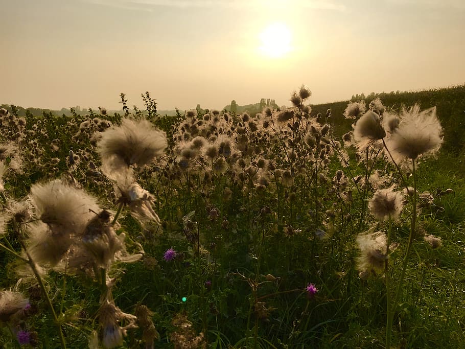 sunset, field, dim, autumn, twilight, evening, plant, growth HD wallpaper