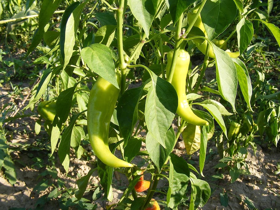 cherry, garden, green, peppers, pimento, red, sweet, plants HD wallpaper