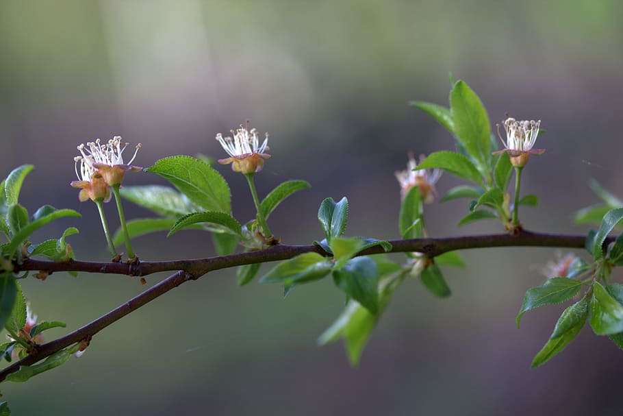 flower, march, spring, petals, bud, plant, leaf, plant part HD wallpaper