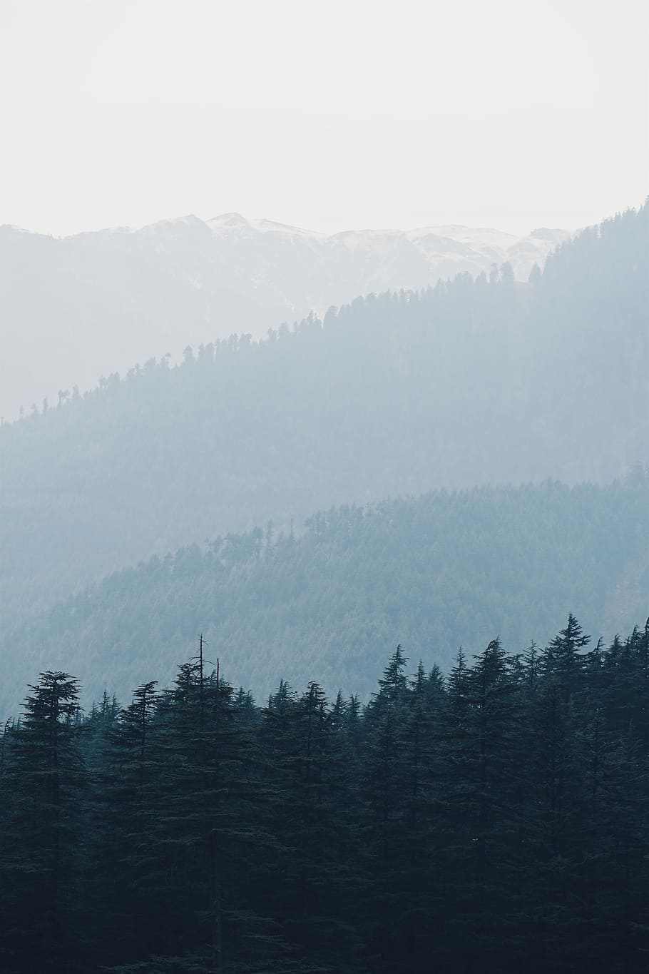 in distant pine trees, pine trees covered with fog, mountain range HD wallpaper