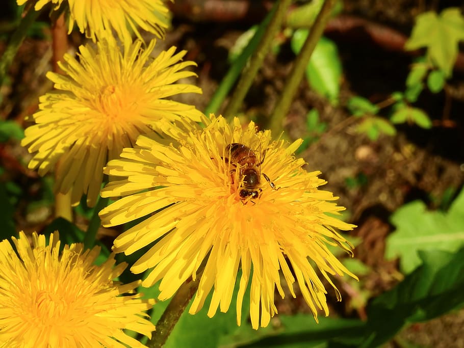 close up photography of yellow florwers, blossom, bloom, spring HD wallpaper