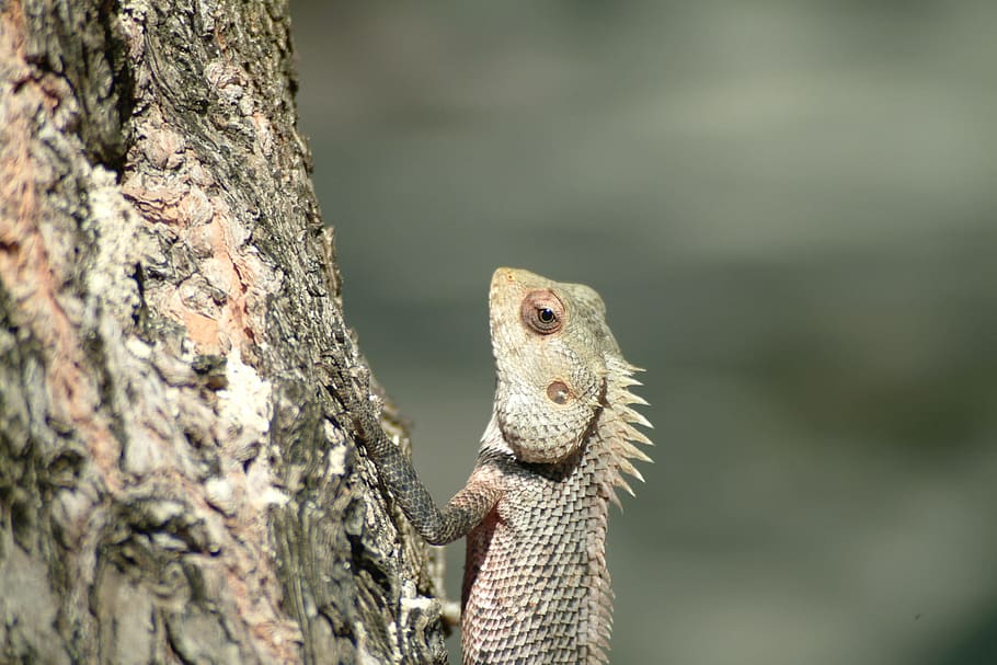 Iguana, Lizard, Maldives, reptile, animal, nature, wildlife HD wallpaper