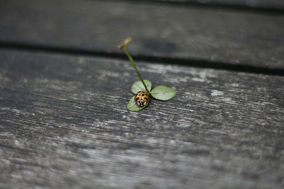 Ladybug, Four Leaf Clover, Beetle, red, lucky charm, points HD wallpaper