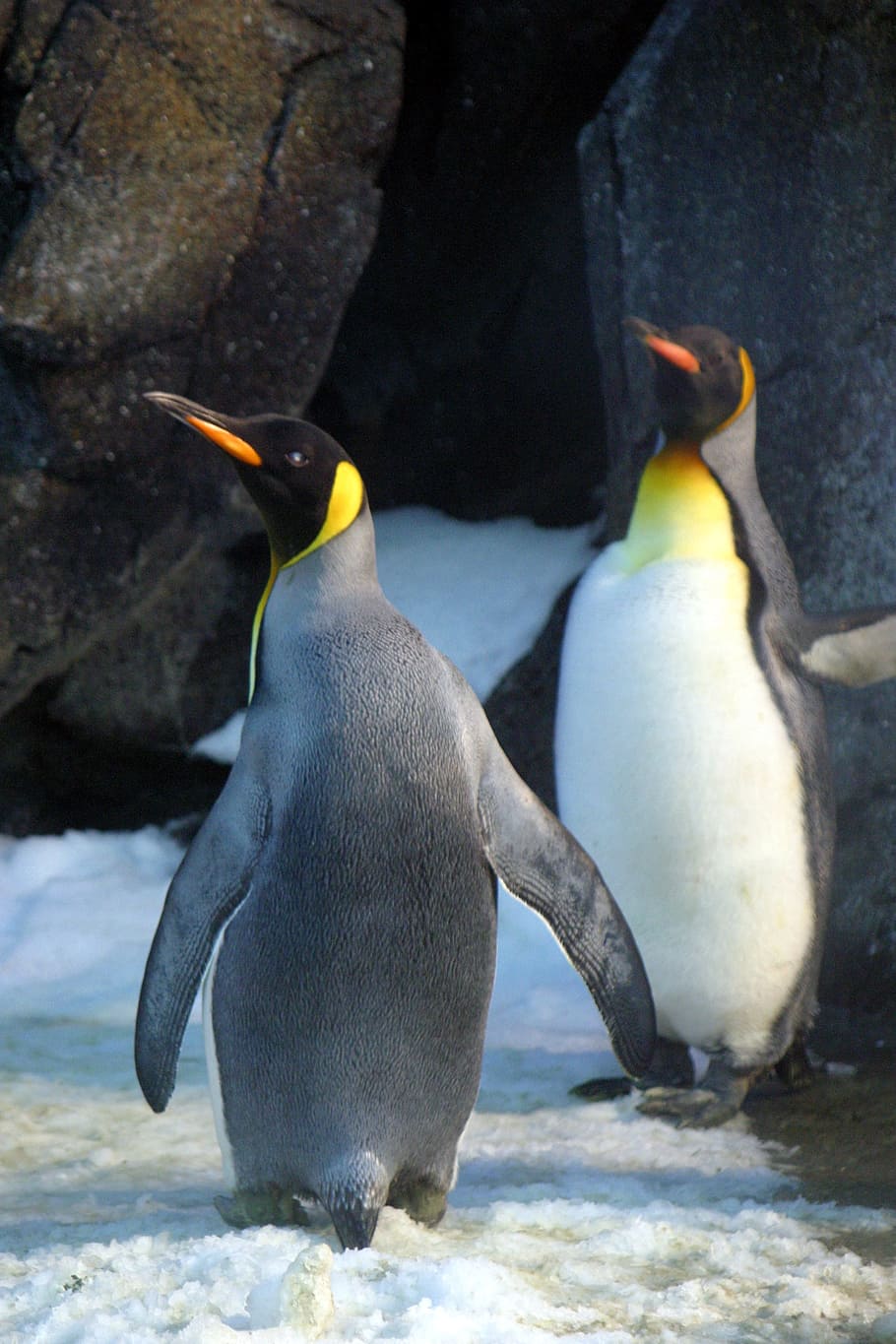 HD wallpaper: Closeup Photo of Two Penguins, animals, antarctic, bird, cold  | Wallpaper Flare