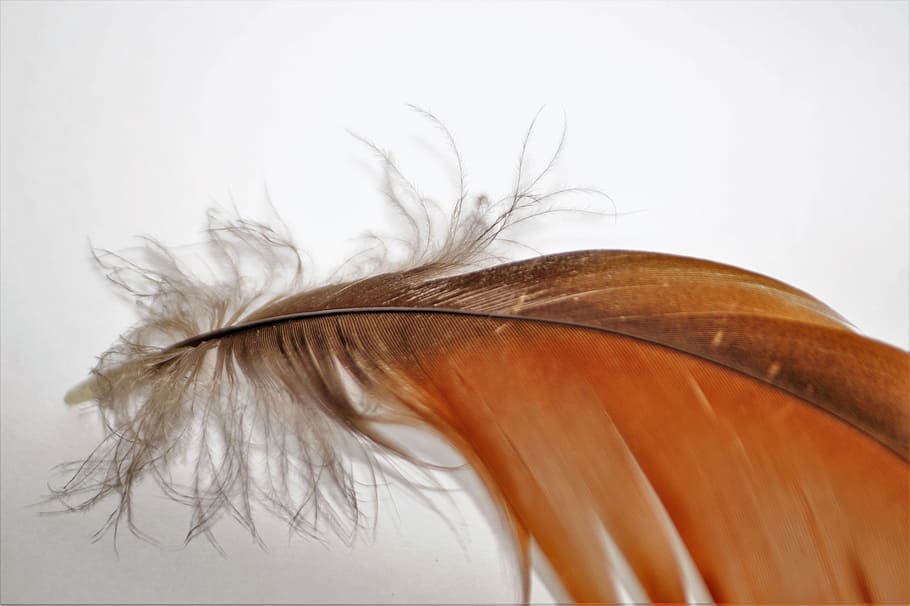 Feather, Fly, Goose, Wings, Flight, feathers, animal, lightweight HD wallpaper