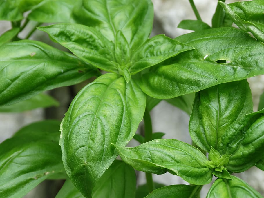 basil, herb, ingredient, green, fresh, summer, organic, natural HD wallpaper