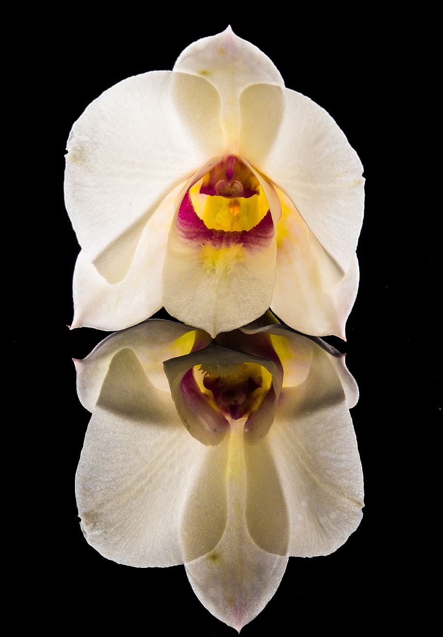 orchdee, blossom, bloom, flower, white, close, flowering plant HD wallpaper