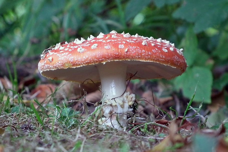 Mushroom, Fly Agaric, Nature, fungus, toadstool, fly Agaric Mushroom HD wallpaper