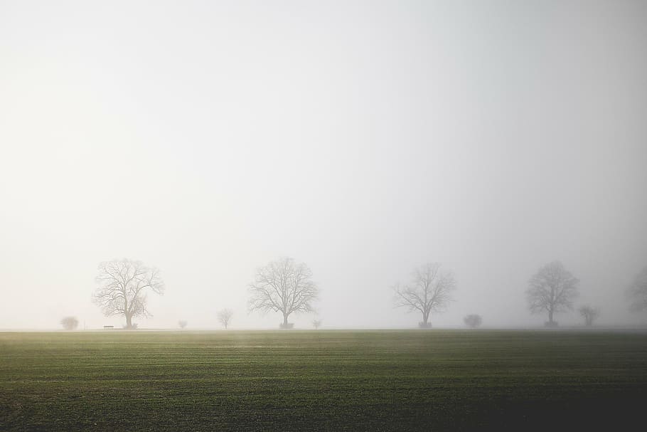 four green leafed trees, field, fog, tranquility, landscape, balance, HD wallpaper