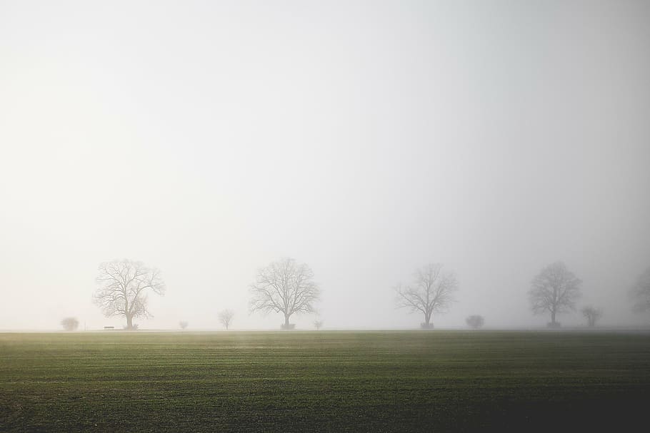 four green leafed trees, field, fog, tranquility, landscape HD wallpaper