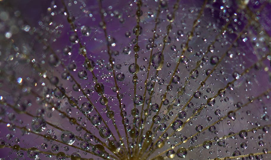 closeup photo of leaf with water drop lets, dandelion, macro HD wallpaper