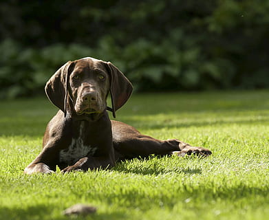 Puppy, German Pointer, Pet, Dog, shorthaired, domestic, young HD wallpaper