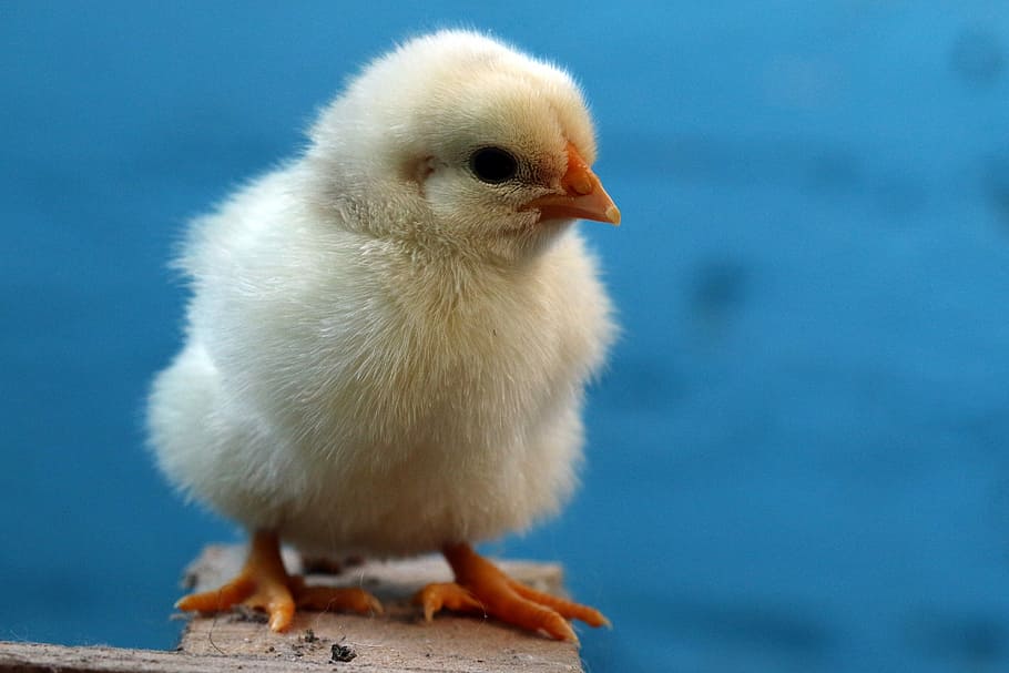 selective focus photography of yellow chick, birds, easter HD wallpaper