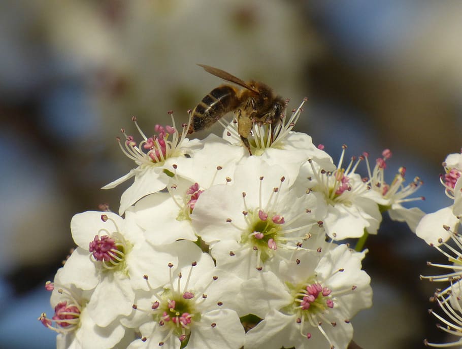 Honeybee, Flower, Nectar, Pollen, Spring, blossom, insect, animal HD wallpaper