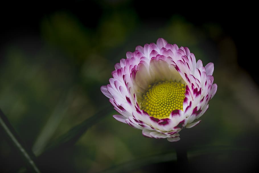 selective focus photography of white and purple petaled flower HD wallpaper