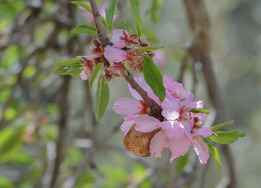 flower, nature, branch, tree, flora, almond, outdoors, blooming HD wallpaper