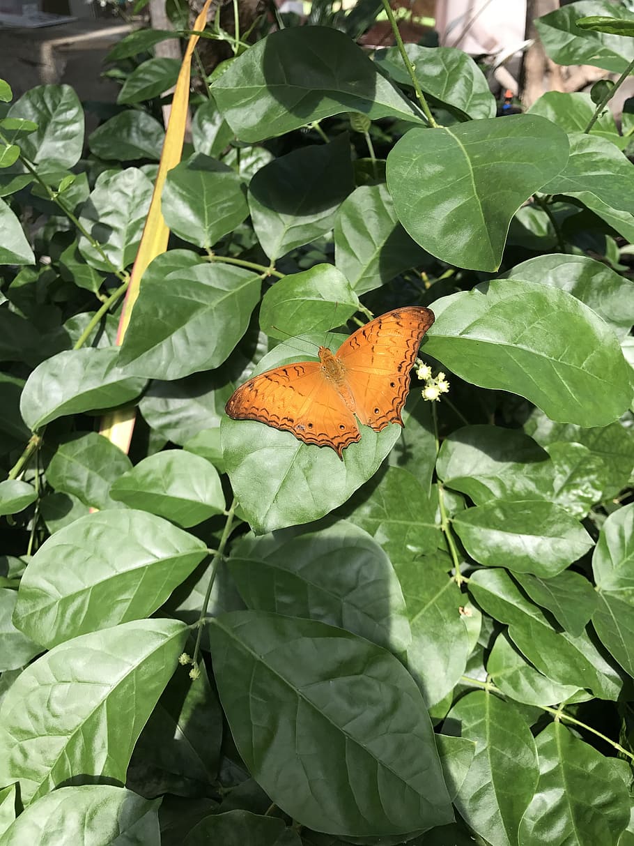 nature, butterfly, spring, leaf, plant part, green color, growth HD wallpaper