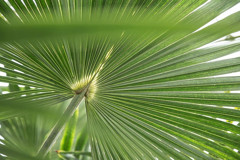 closeup photo of green palm leaf, tropical, leaves, plant, tree HD wallpaper