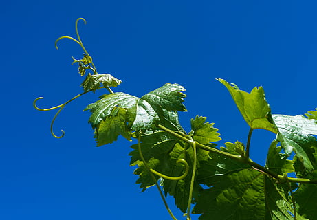 selective focus photography of green leafed plant, grape, vine HD wallpaper