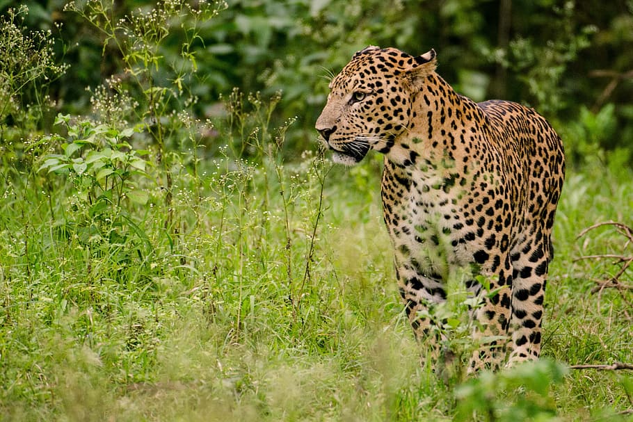 leopard standing on green grass during daytime, males, forest HD wallpaper