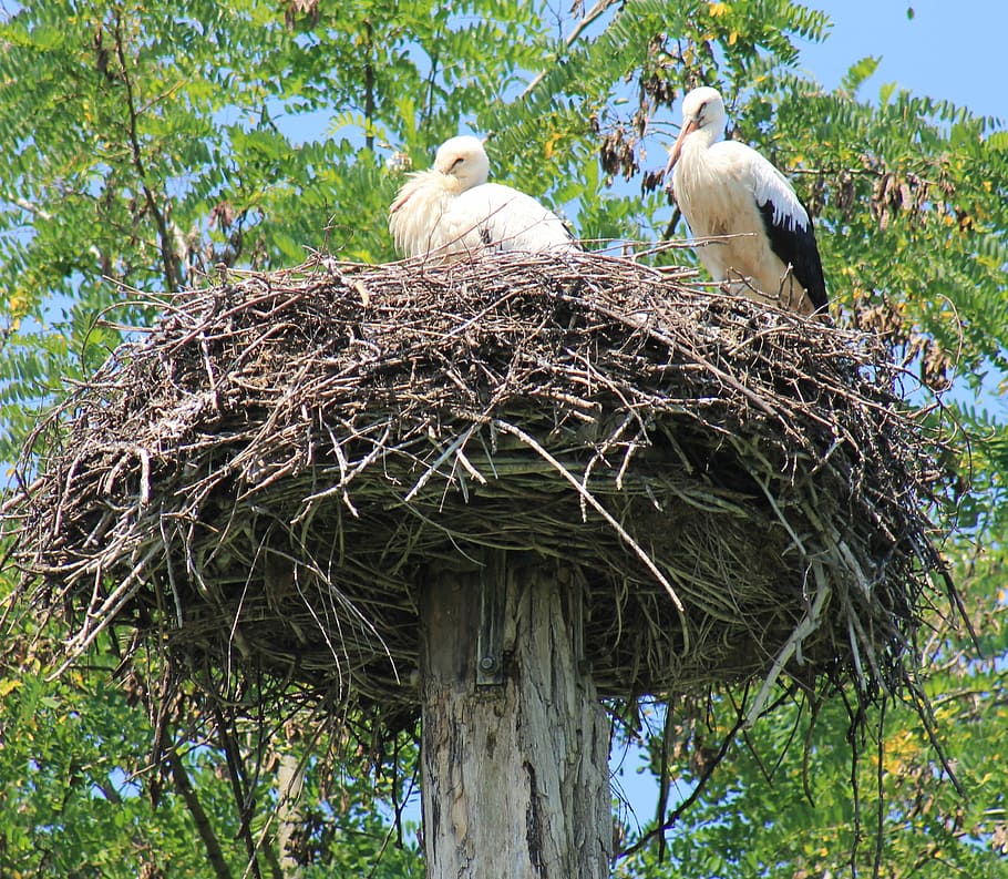 Stork, Bird, storchennest, animal Nest, nature, wildlife, bird's Nest HD wallpaper