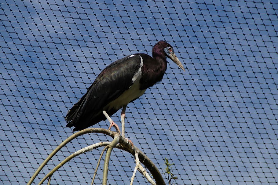 bird, aviary, bird aviary, cage, bird cage, zoo, branch, captivity HD wallpaper