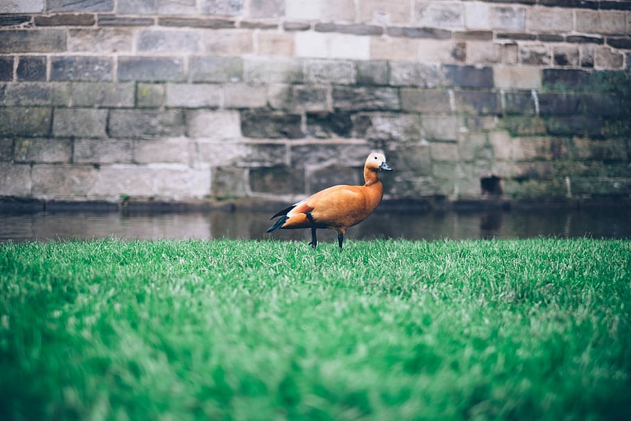 shallow focus photography of duck on grass, low light photography of brown duck on top of grass field HD wallpaper